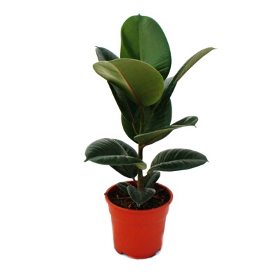Exotenherz - Gummibaum - Ficus elastica ''Robusta'' - 17cm Topf
