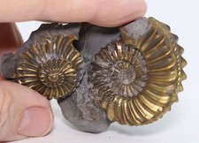Pyritized Ammonite Positive Negative Fits together 2.25" Fossil Germany COA 6891