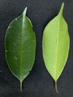 Garcinia sp "Citrus" - 1 YR OLD — photo 6