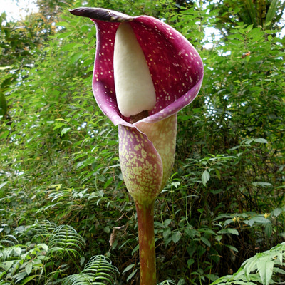 Beccari's aroid (Amorphophallus beccarii) - 1 germinated seed