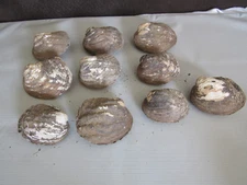 50 Year Old Stock Matched Set of 10 Whole Mother of Pearl Clam Shells Speciman