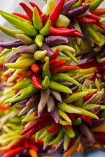 Cayenne HOT Pepper Fiesta Blend Seeds (20) / ORGANIC / FLORIDA GROWN / RARE