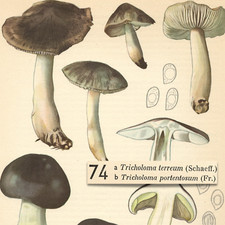 MUSHROOM Fungus Grey Knight Sooty Head VTG Lithograph Print Otto Uzak 1951