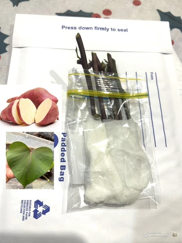 Northern Star Sweet Potato 5 Stem Cuttings Only 