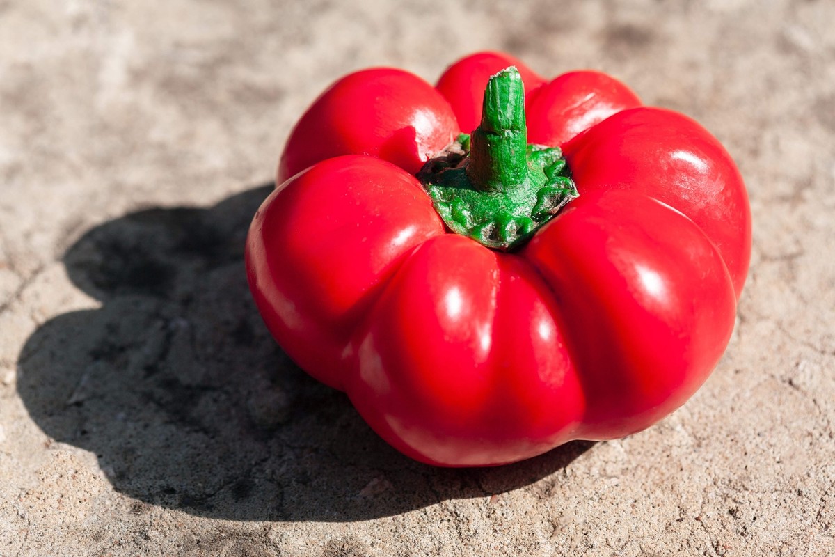 pimento 100 PIMENTO PEPPER Red Sweet Pimientio Italianelle Roasting Frying