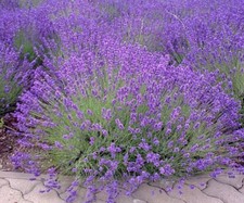100 English Lavender Seeds Heirloom Organic USA Garden, FREE SHIPPING IN USA.