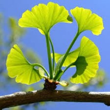 Ginkgo biloba (Maidenhair Tree)  - 20 seeds - Easy to Grow .
