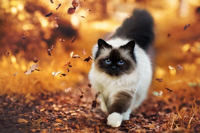 Anime Blue Eyes Cat Himalayan Cat  Gaming Mat Desk 4051