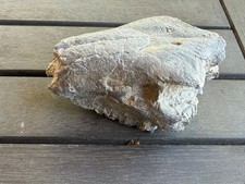Oreodont Skull, Oligocene, 35 million years