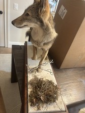 Coyote Full-Body Standing Mount Taxidermy on Display Base