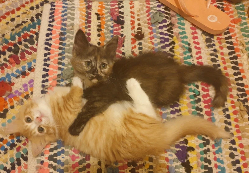 munchkin cat gumtree