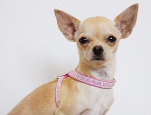 Détails Sur Brillant Bling Rose Velours Strass Harnais Pour Chien Petits Chiens Chihuahua Chat Chiot Afficher Le Titre Dorigine