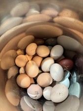 12+ FERTILIZED BARNYARD MIX. Hens Choice Rainbow Hatching Eggs