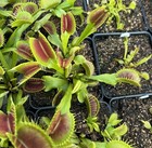 Venus Flytrap  BCP Phalanx x Bimbo -  Carnivorous Plant -  Nice Teeth ! — photo 1