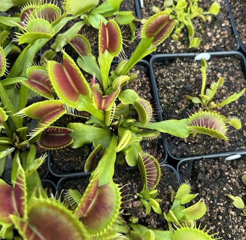 Venus Flytrap  BCP Phalanx x Bimbo -  Carnivorous Plant -  Nice Teeth !