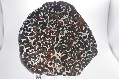Sericho pallasite meteorite  etched full slice Weight 158.7 grams 6 inch USA