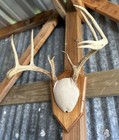 Wall-mounted 10-point white-tailed deer antlers and upper skull — photo 8