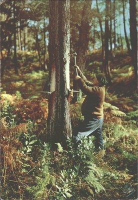 Alte französische Postkarte: Kiefernharz Klopf La Lande 40 Bordeaux Foto
