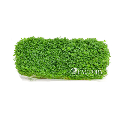Dwarf Baby Tears Tissue Culture HC Foreground APF Aquarium Plants Factory 