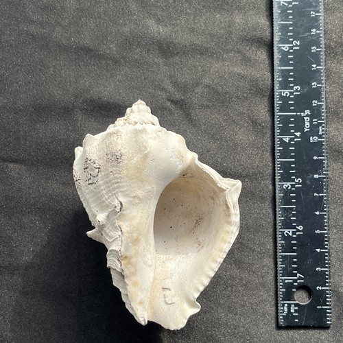 4 1/2 In Pleistocene Fossil Crown Conch Shell Sarasota Florida.