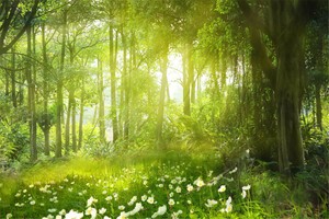 Spring Forest Green Trees Scenic Studio Backdrop 7x5ft Vinyl Photo Background Lb Ebay
