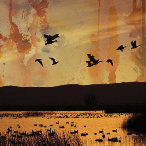 Stellar Descent Fading (CD) Album