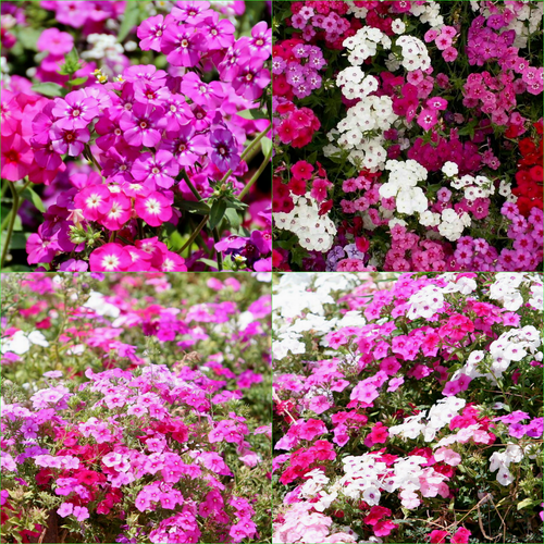 PHLOX CECILY MIXED 65+ Seeds FLOWERS Beautiful GARDEN - Picture 3 of 3