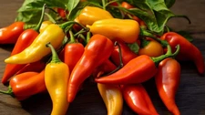Aji Yuquitania hot pepper 10 Seeds HOT!!!!  Free Shipping!