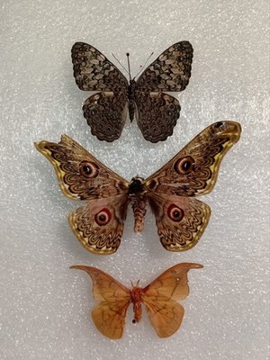 Caligua anna, Motte und Schmetterling Konvolut, Basteln, Flügel ausgebreitet, Insekt
