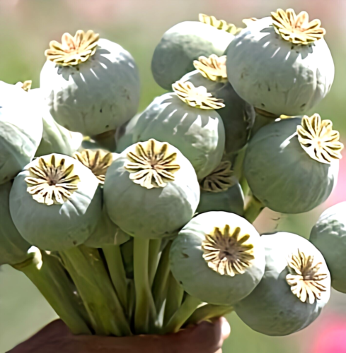 Papaver Somniferum ☆Florist's Pod Poppy ☆~ 6300 seeds, ♧ 1,5g+ ♧ - Bild 13 von 15