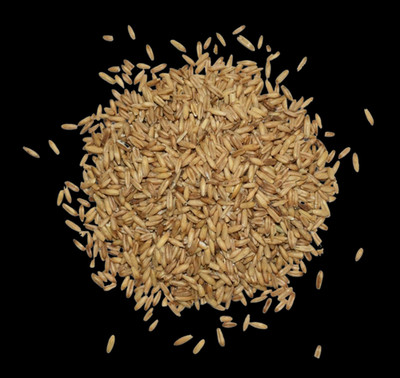 Haferkerne 2,5 kg geschälter Hafer Vogelfutter Sittichfutter Papageien Premium