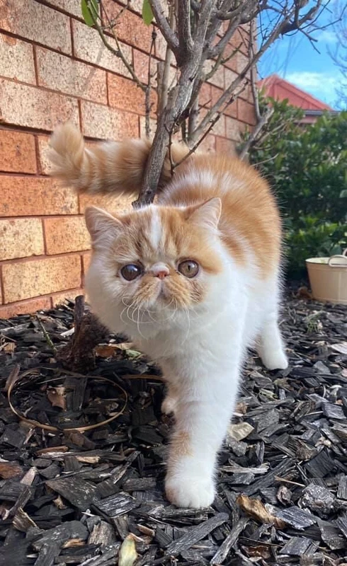 british shorthair farm