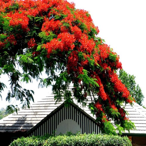 ROYAL POINCIANA RED FLAME TREE SEEDS Delonix Regia Tropical Flamboyant Flower - Picture 4 of 13