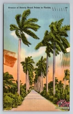 Avenue Of Stately Royal Palms In Florida Posted 1955 Linen