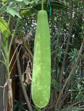 20x  Big Long Bottle Gourd Seeds - Bầu lai F1- Non-GMO