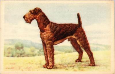 CPA AK Schnauzer DOGS (727339)