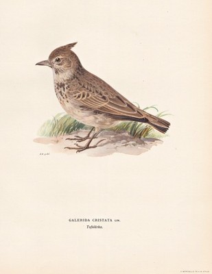 Lerche crested lark bird Singvogel Vogel songbird oiseau Lithograph Wright