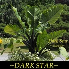 ~DARK STAR~ Alocasia HUGE BLACK Elephant Ear Live Sml potd starter Plant