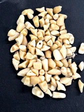 100 LOOSE TEETH  DIFFERENT SIZES AND SHADES DENTURE REPAIR: CRAFT: HOBBIE