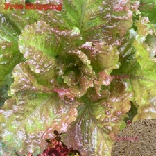 Prizehead Leaf Lettuce | Leaf Lettuce |  NON-GMO