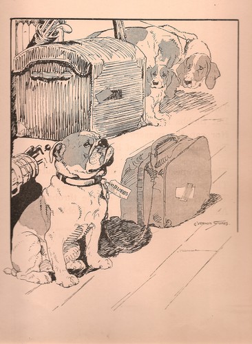 Bulldogge, Stadthund auf dem Land, Vernon Stokes SELTEN