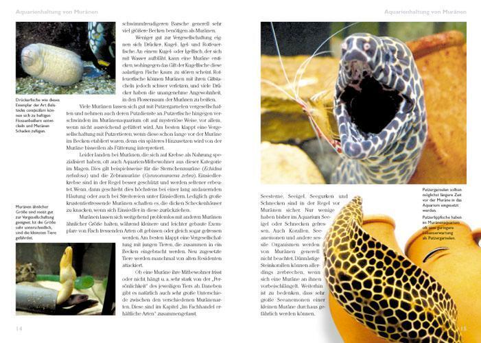 Thumbnail - Muränen Meerwasseraquarium | Marco Lichtenberger | Deutsch |