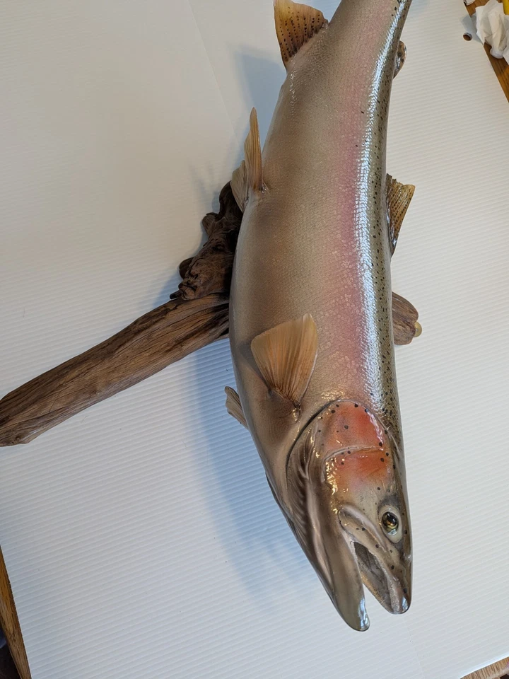 Montaje de reproducción de fibra de vidrio 30" RAINBOW TRUUT peces colectivos Foto 2 de 4