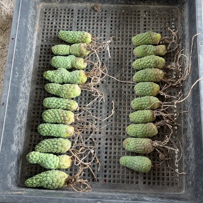 5-6cm 1PCS Cactis Live Larryleachia cactiformise Cactis Garden Rare Planting