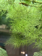 30 Hornwort Aquatic Plant
