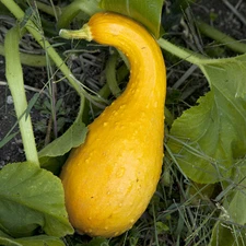 SQUASH * CROOKNECK * EZ GROW * SHORT SEASON * COMPACT *
