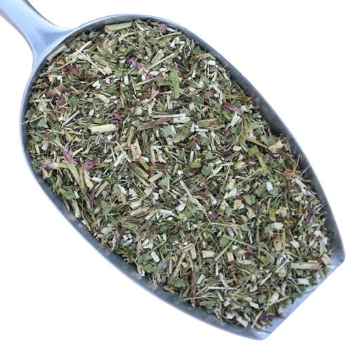 RIDER & HORSE Echinacea