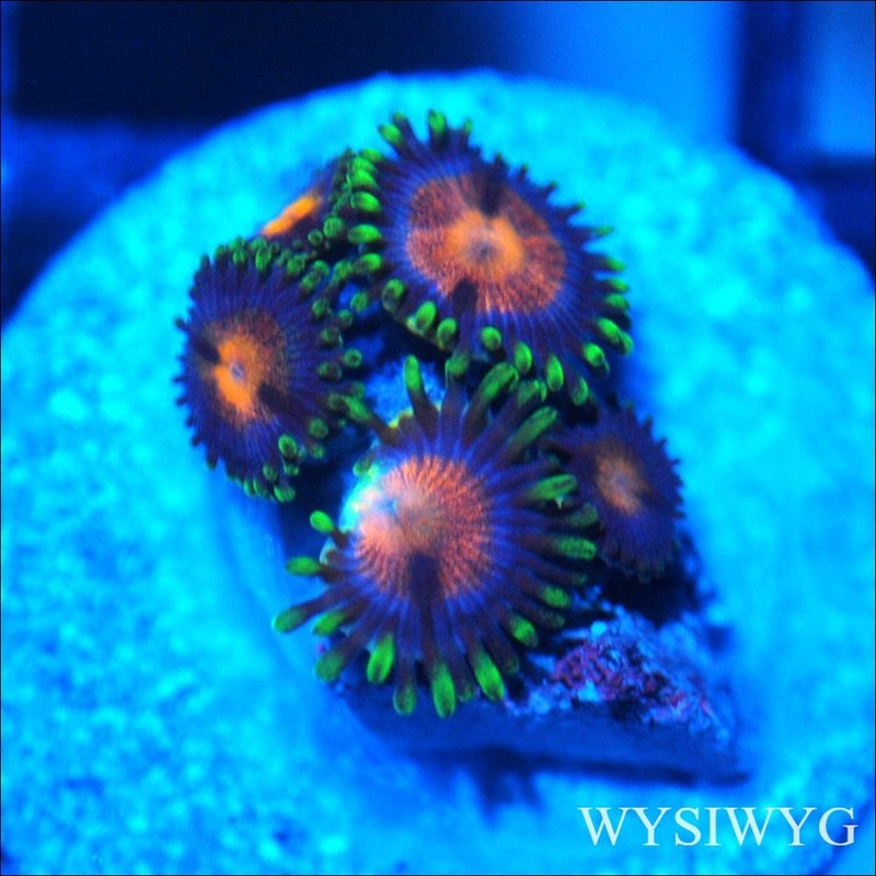 Corals of Eden ~ WYSIWYG Live Coral Frag ~ Ultra Zoa - Soft Coral