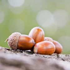 White Oak Acorns Quercus alba Seeds for Planting Fresh 2025 Harvest Germinating