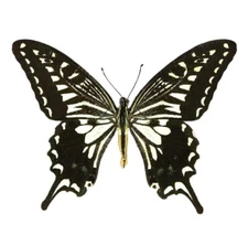 Papilio xuthus black white swallowtail butterfly Hawaii USA wings closed
